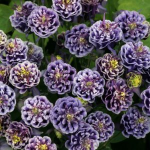 1 gallon - Winky Double Blue & White Columbine (AQUILEGIA WINKY DBL DARK BLUE & WHITE) - 1 gallon - 1 gallon