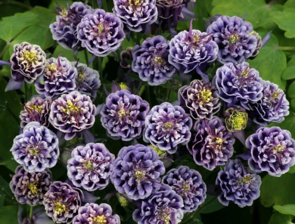1 gallon - Winky Double Blue & White Columbine (AQUILEGIA WINKY DBL DARK BLUE & WHITE) - 1 gallon - 1 gallon