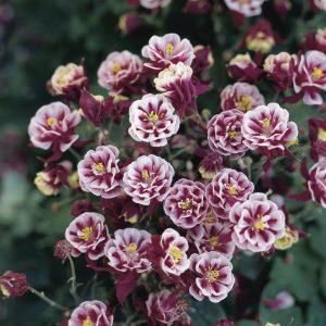 1 gallon - Winky Double Red & White Columbine (AQUILEGIA WINKY DBL RED & WHITE) - 1 gallon - 1 gallon