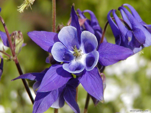 1 gallon - Winky Purple & White Columbine (AQUILEGIA WINKY PURPLE & WHITE) - 1 gallon - 1 gallon