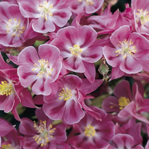 1 gallon - Winky Rose-Rose Columbine (AQUILEGIA WINKY ROSE-ROSE) - 1 gallon - 1 gallon