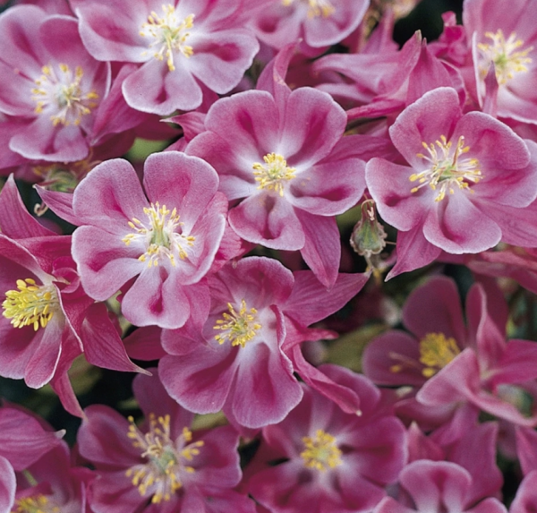 1 gallon - Winky Rose-Rose Columbine (AQUILEGIA WINKY ROSE-ROSE) - 1 gallon - 1 gallon