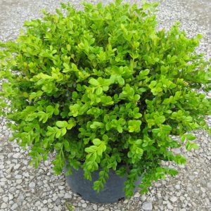 3 gallon 15" - Winter Gem Boxwood (BUXUS M. WINTER GEM) - 3 gallon 15" - 3 gallon 15"