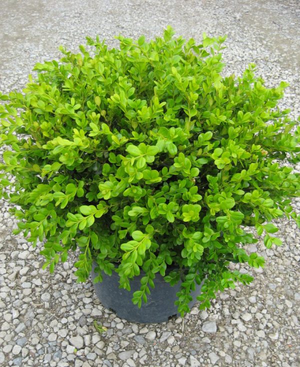 3 gallon 15" - Winter Gem Boxwood (BUXUS M. WINTER GEM) - 3 gallon 15" - 3 gallon 15"