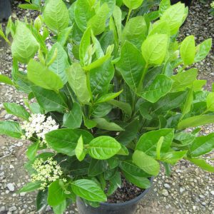 2 gallon 10" - Winterthur Viburnum (VIBURNUM NUDUM WINTERTHUR) - 2 gallon 10" - 2 gallon 10"