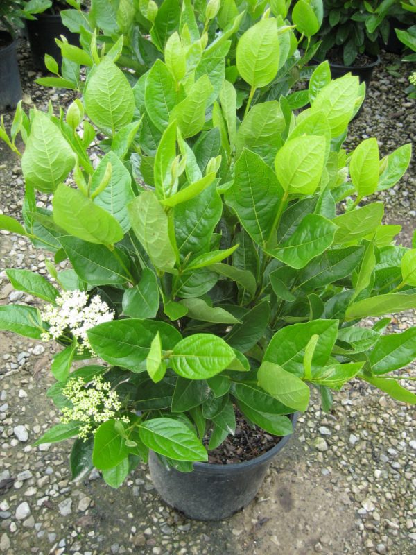 3 gallon 18" - Winterthur Viburnum (VIBURNUM NUDUM WINTERTHUR) - 3 gallon 18" - 3 gallon 18"