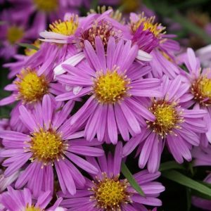 1 gallon - Woods Pink Aster (ASTER WOODS PINK) - 1 gallon - 1 gallon