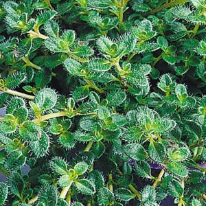 1 gallon - Woolly Thyme (N&C THYMUS PSEUDO. WOOLY) - 1 gallon - 1 gallon