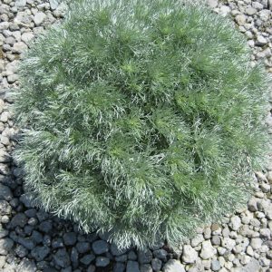 1 gallon - Wormwood 'Silver Mound' (ARTEMISIA S. SILVERMOUND) - 1 gallon - 1 gallon