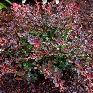2 gallon 10" - WorryFree® Crimson Cutie® Barberry (BERBERIS THUN. CRIMSON CUTIE) - 2 gallon 10" - 2 gallon 10"