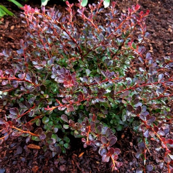 2 gallon 10" - WorryFree® Crimson Cutie® Barberry (BERBERIS THUN. CRIMSON CUTIE) - 2 gallon 10" - 2 gallon 10"