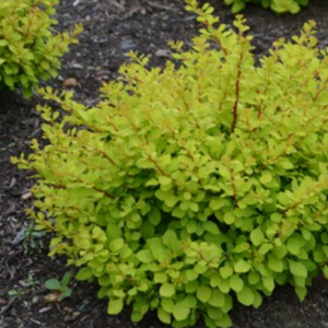 2 gallon 10" - WorryFree® Lemon Glow® Barberry (BERBERIS THUN. LEMON GLOW) - 2 gallon 10" - 2 gallon 10"