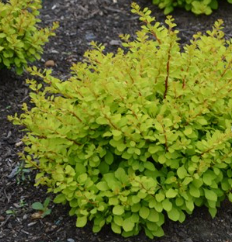 2 gallon 10" - WorryFree® Lemon Glow® Barberry (BERBERIS THUN. LEMON GLOW) - 2 gallon 10" - 2 gallon 10"