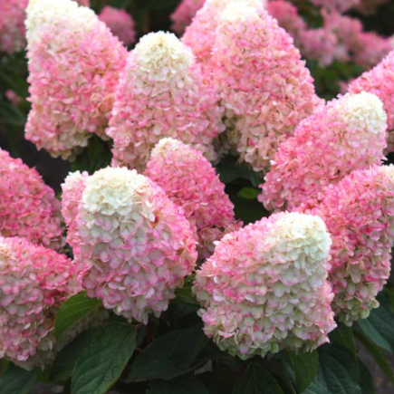 3 gallon - WorryFree® Love-A-Lot™ Pink Hydrangea (HYDRANGEA P LOVE-A-LOT PINK RP10) - 3 gallon - 3 gallon