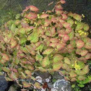 1 gallon - Yellow Barrenwort (EPIMEDIUM FROHNLEITEN) - 1 gallon - 1 gallon