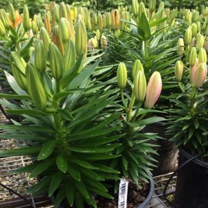 1 gallon - Yellow, Orange, Pink Lilies (LILIUM GRB-A YELLOW/ORANGE/PINK) - 1 gallon - 1 gallon