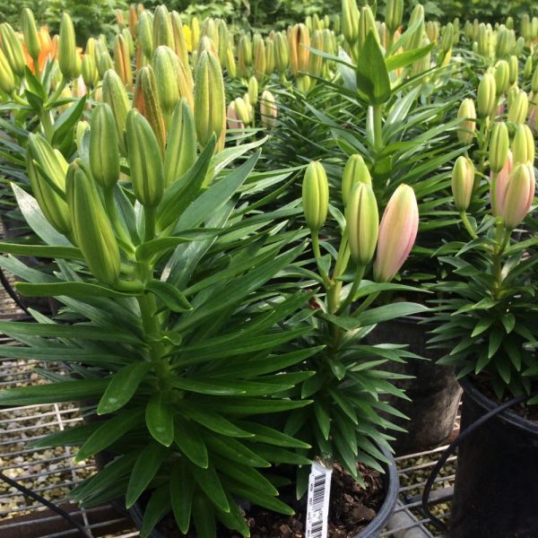 1 gallon - Yellow, Orange, Pink Lilies (LILIUM GRB-A YELLOW/ORANGE/PINK) - 1 gallon - 1 gallon