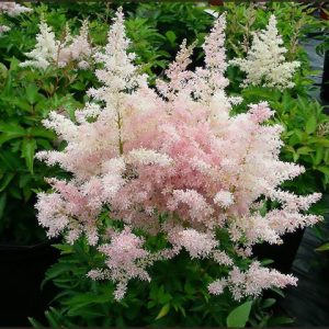 1 gallon - Younique Pink Astilbe (ASTILBE YOUNIQUE PINK) - 1 gallon - 1 gallon