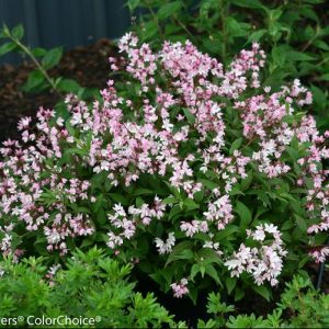 2 gallon 12" - Yuki Cherry Blossom® Deutzia (DEUTZIA YUKI CHERRY BLOSSOM) - 2 gallon 12" - 2 gallon 12"