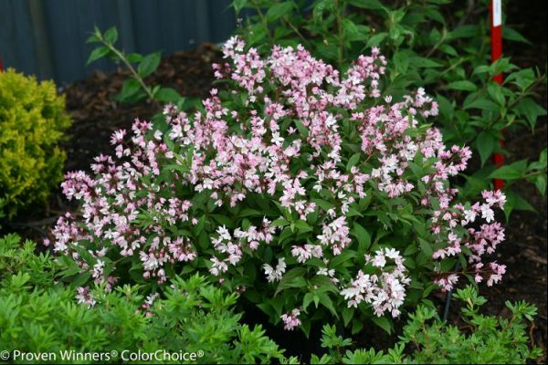 2 gallon 12" - Yuki Cherry Blossom® Deutzia (DEUTZIA YUKI CHERRY BLOSSOM) - 2 gallon 12" - 2 gallon 12"