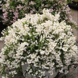 2 gallon 12" - Yuki Snowflake® Deutzia (DEUTZIA YUKI SNOWFLAKE) - 2 gallon 12" - 2 gallon 12"