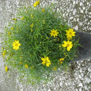 1 gallon - Zagreb Tickseed (COREOPSIS VERT. ZAGREB) - 1 gallon - 1 gallon
