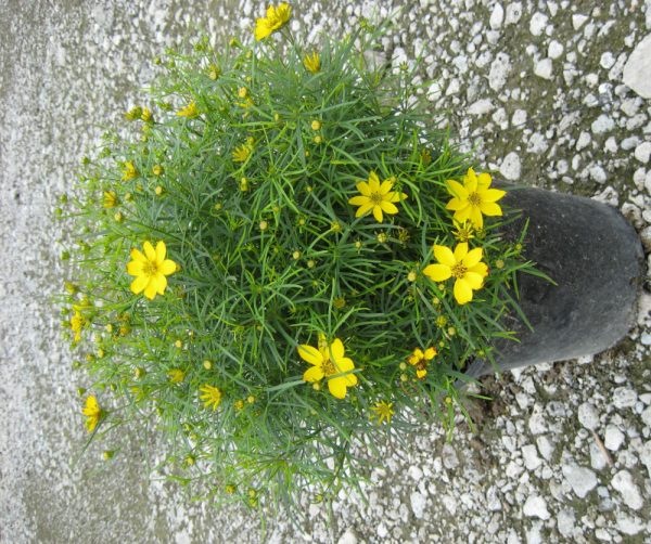 1 gallon - Zagreb Tickseed (COREOPSIS VERT. ZAGREB) - 1 gallon - 1 gallon