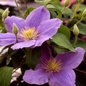 1 gallon - Zara™ Clematis (CLEMATIS ZARA) - 1 gallon - 1 gallon