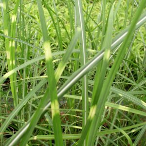 3 gallon - Zebra Grass (GRASS - M. S. ZEBRINUS) - 3 gallon - 3 gallon