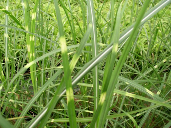 3 gallon - Zebra Grass (GRASS - M. S. ZEBRINUS) - 3 gallon - 3 gallon
