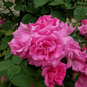 2 gallon - Zephirine Drouhin Climbing Rose (ROSE CL. Z. DROUHIN) - 2 gallon - 2 gallon