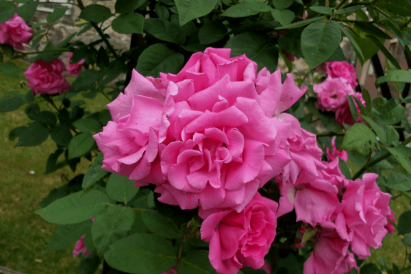 2 gallon - Zephirine Drouhin Climbing Rose (ROSE CL. Z. DROUHIN) - 2 gallon - 2 gallon