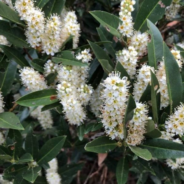 3 gallon - Zimmerman Cherry Laurel (PRUNUS L. ZIMMERMAN) - 3 gallon - 3 gallon